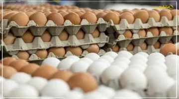 سعر كرتونة البيض اليوم للمستهلك.. استقرار ملحوظ مع بداية العام الدراسي الجديد